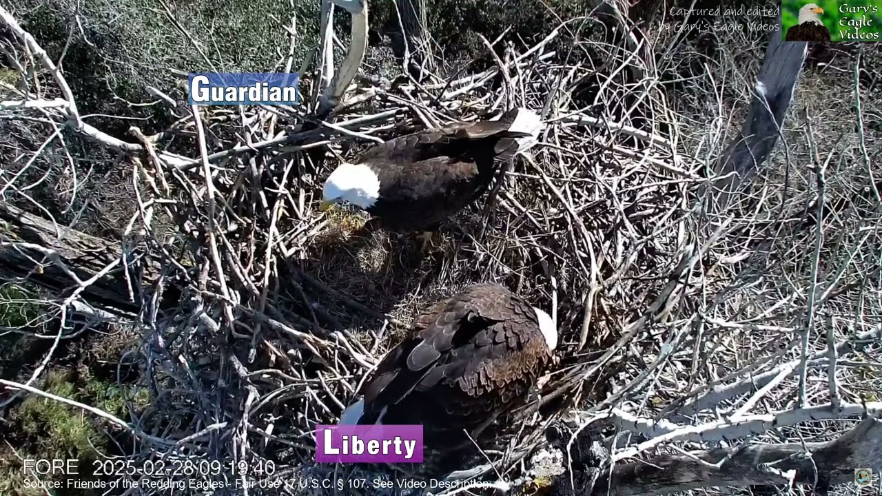 Nest Update - Fish and Mating - 2025 Feb-28 Redding Eagles
