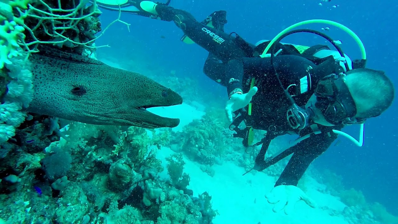 LA MERAVIGLIOSA BARRIERA CORALLINA DEL MAR ROSSO |HD|