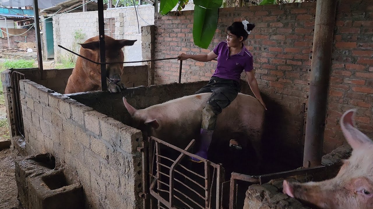 Vietnamese girl earns income by selling piglets and producing pigs /@ThoaRurallife  #129