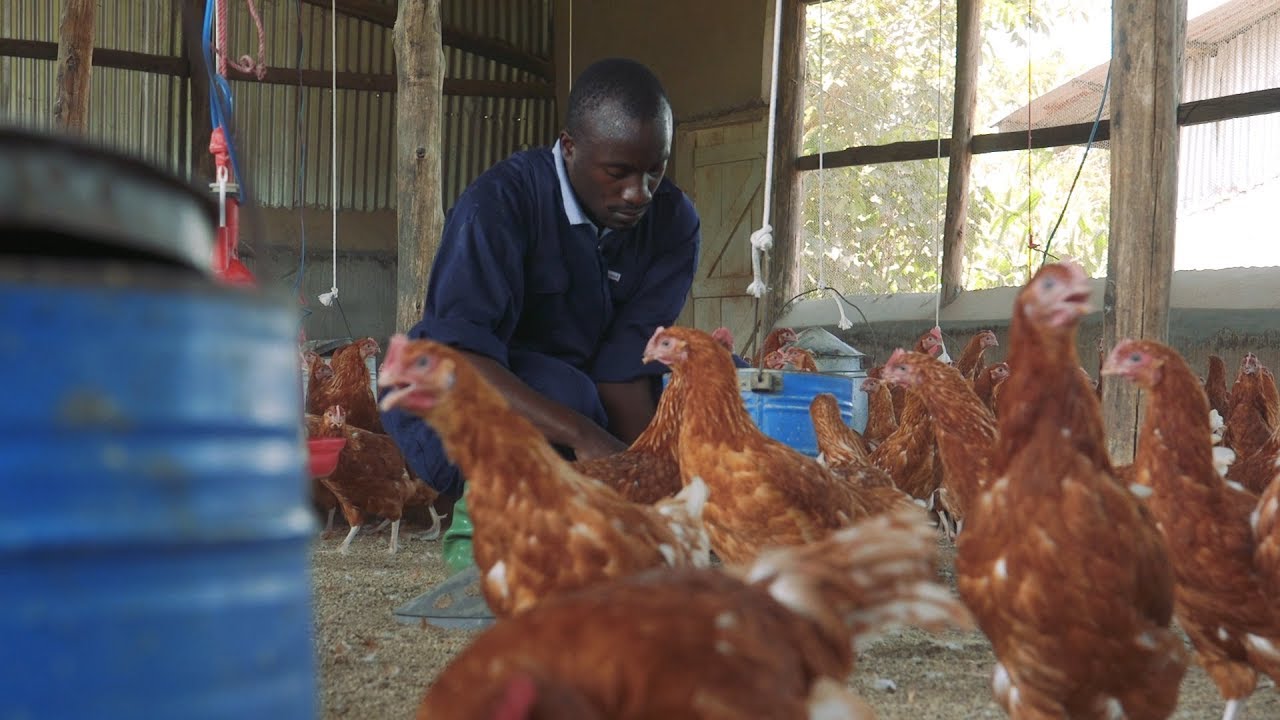 SKY PROJECT UGANDA - Jeka poultry farm skilling progress2017 #SKYPARTNER