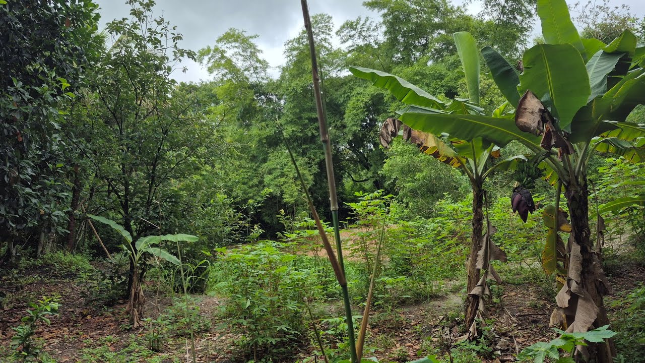 Onde a chuva tocou, a vida floresceu. Três dias de bênção! 