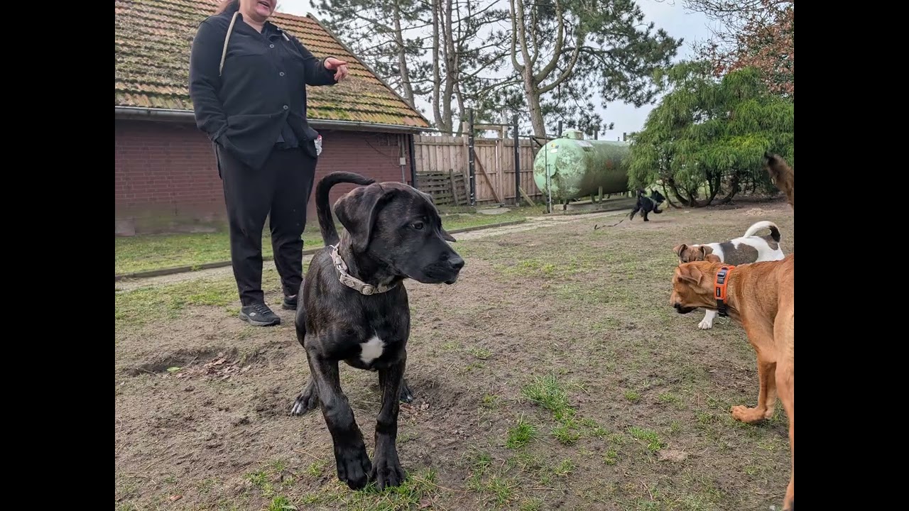 Hundeschule Wolf und Co am 07.März.2026 #hundepension #hundeschule #hundefutter