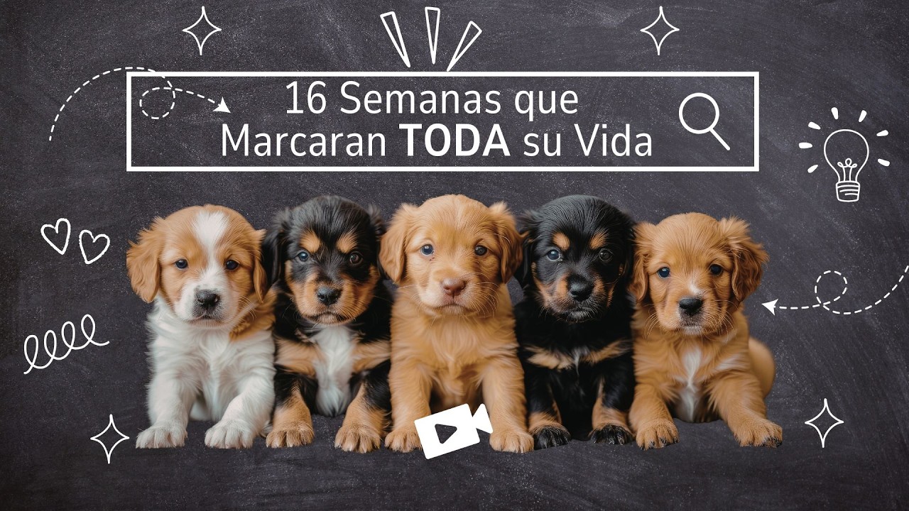 SOCIALIZACION: La Ventana Invisible, 16 Semanas que Determinan 15 Años de Vida