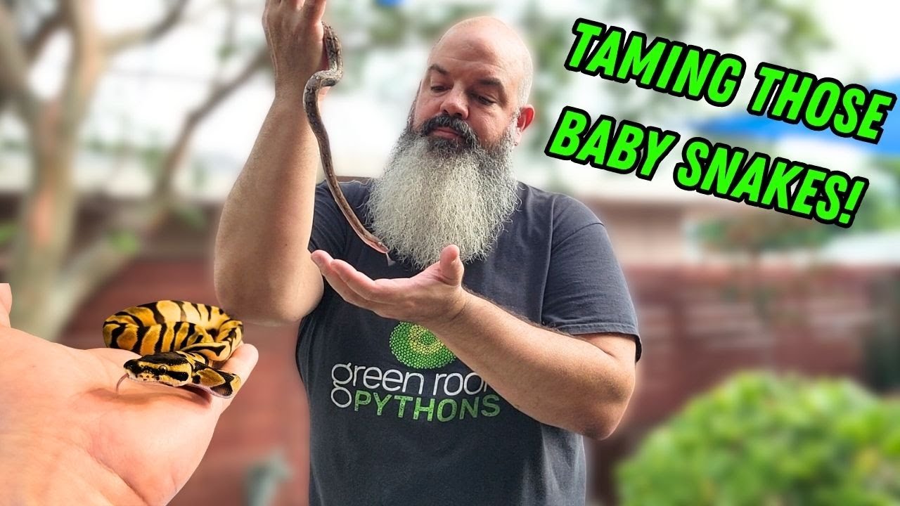 Taming Some Baby Snakes
