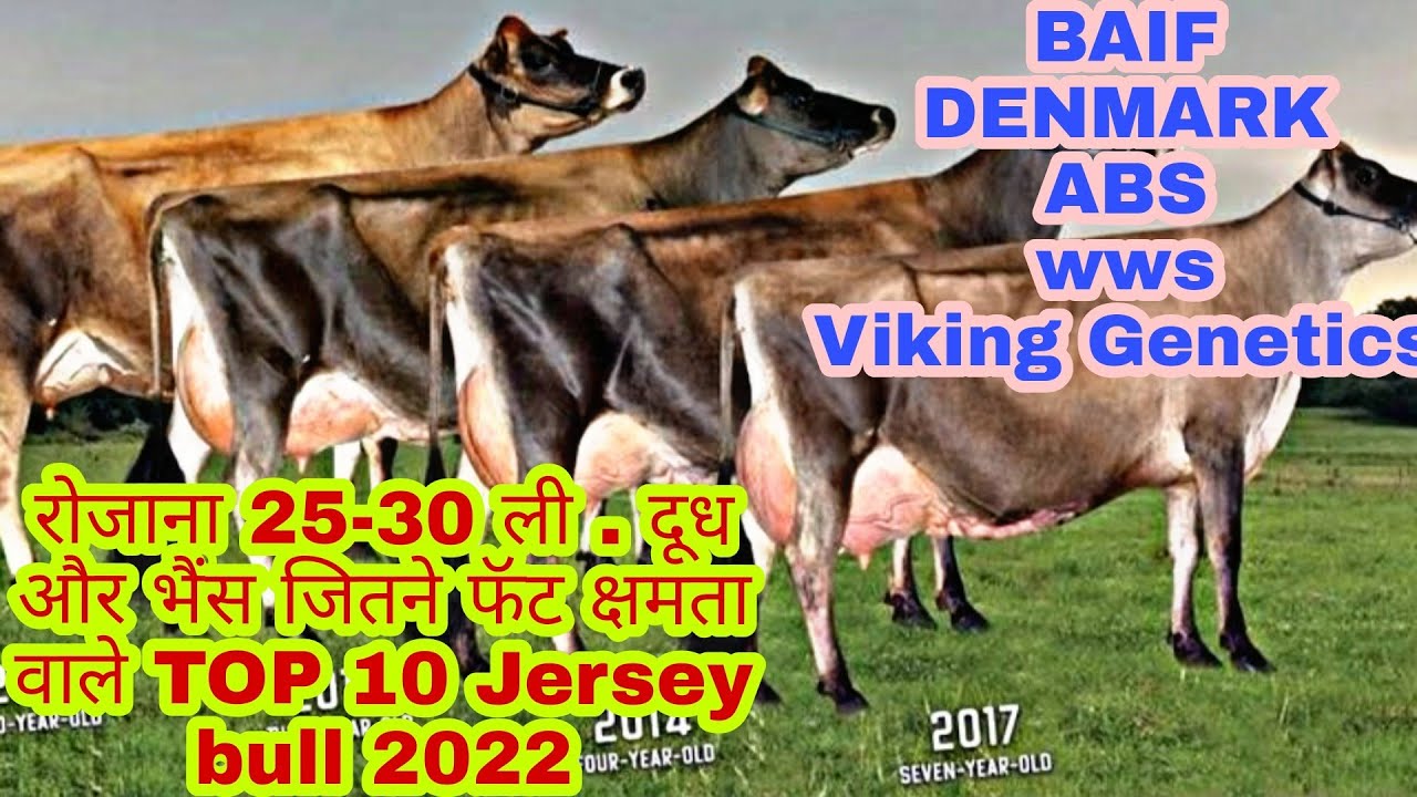 भैंस जितनी फॅट और HF जितनी दूध क्षमता वाले Jersey के Top 10 bull#Top_jersey_bull #HighFatjerseybull