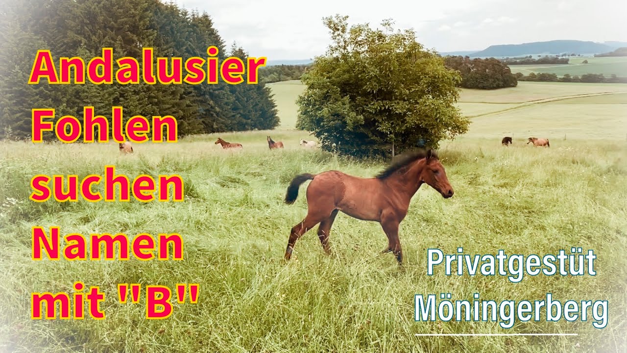 Andalusier Fohlen suchen Namen mit B - Privatgestüt Möningerberg