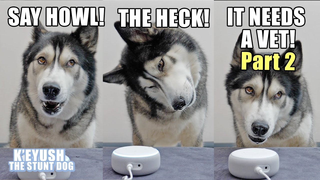 Husky Spoke to Alexa and it Understood Him! TWICE!