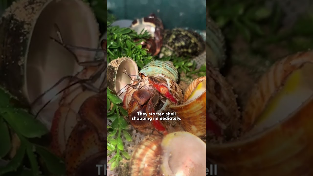 Four Abandoned Hermit Crabs Pick Out New Shells | The Dodo