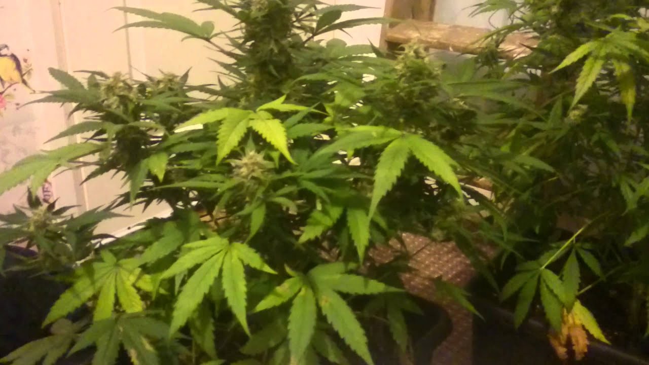 Think different auto led day 58