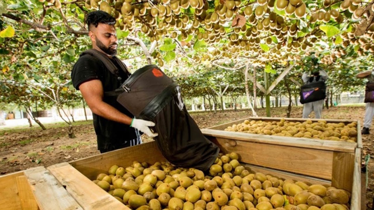 World's Largest Kiwi Farm - Kiwi Fruit Harvesting And Packing - Kiwifruit Juice Manufacturing Plant.