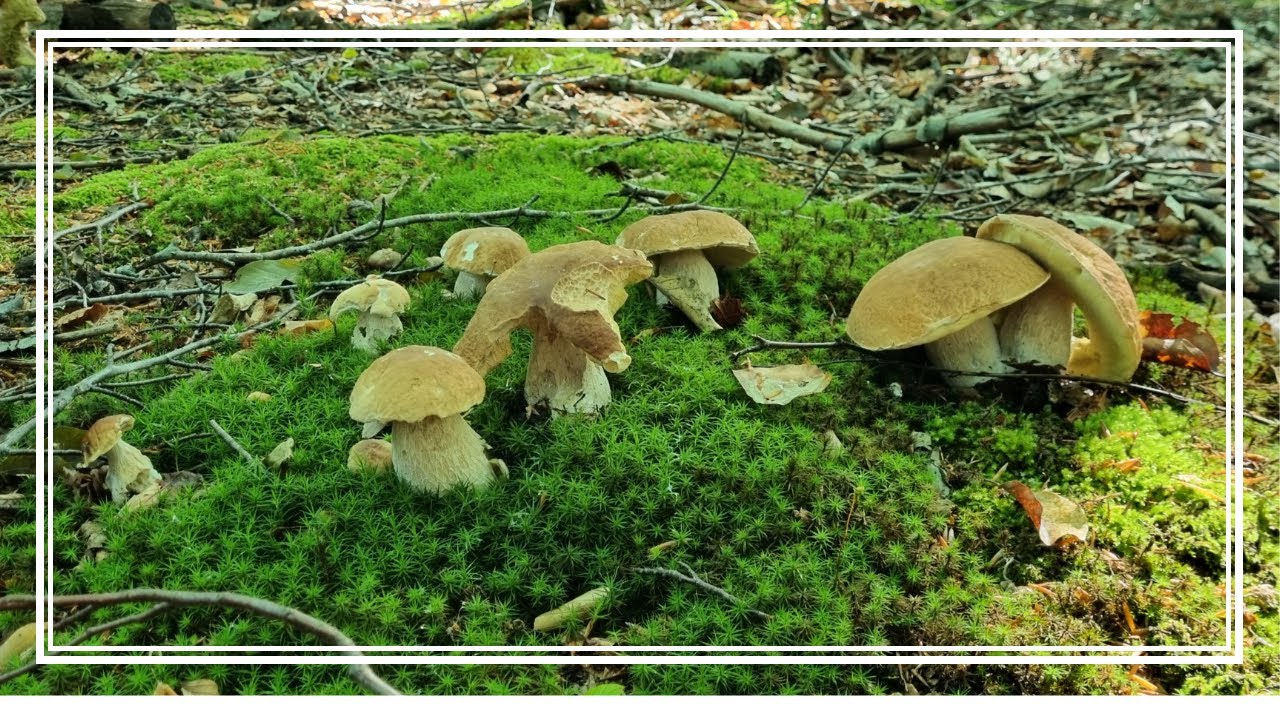 BOROWIKI USIATKOWANE ponownie DOMINUJĄ. LETNI WYSYP GRZYBÓW.