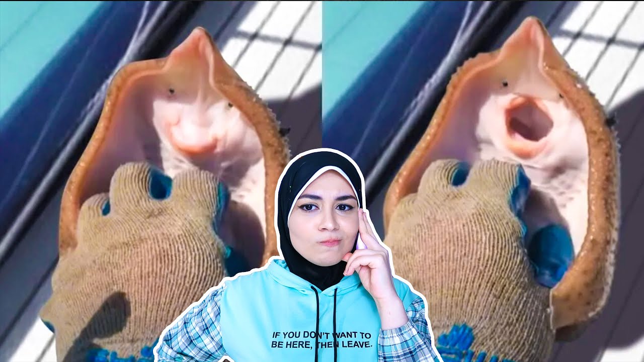 لحظات غريبة جدا مع الحيوانات!!! فديوو روعةةةةةةةةة😻💗😂👽