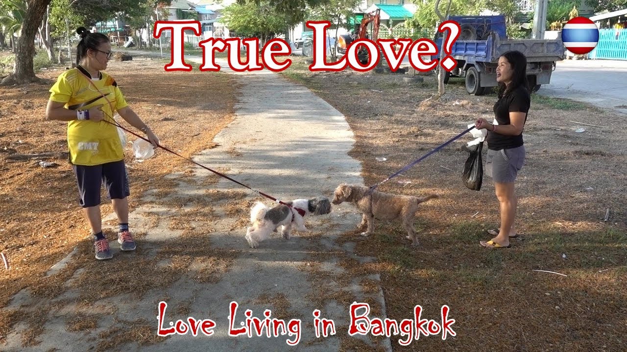 Dog Walking Thai Style & a Trip to the Morning Market