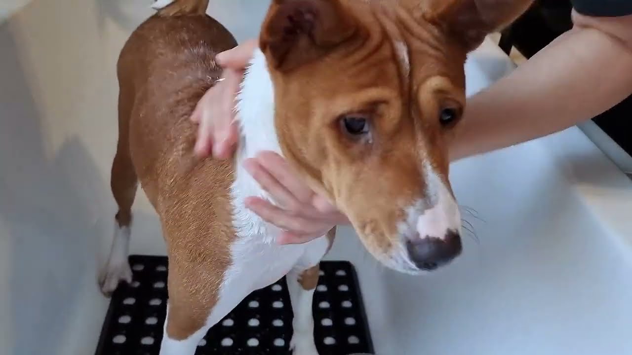 Rescue basenjis get their first bath - Surprise effect!