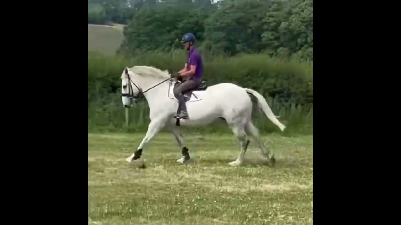 TOP CLASS IRISH DRAUGHT CROSS - SHOW / HUNT / ALLROUNDER