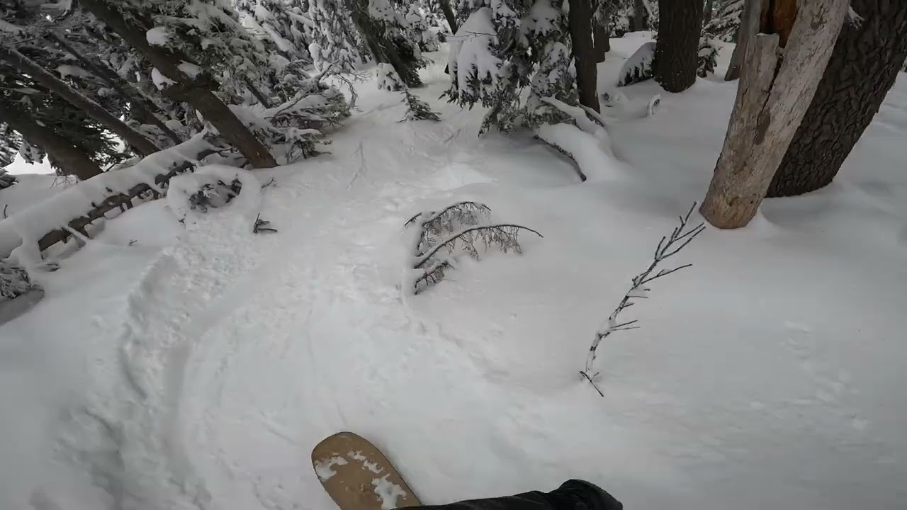 Hood's Got Woods