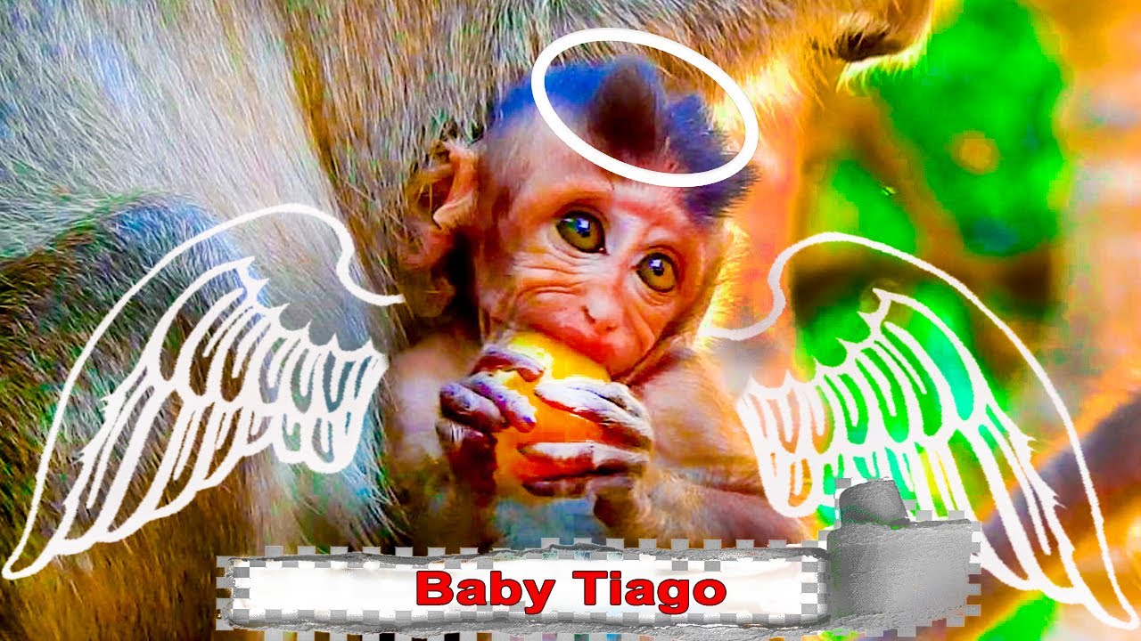 BYE!! BYE!!  TIAGO DEAR BABY , I MISS YOU AND I MISS YOUR BEAUTIFUL EYES.😭💔🥀