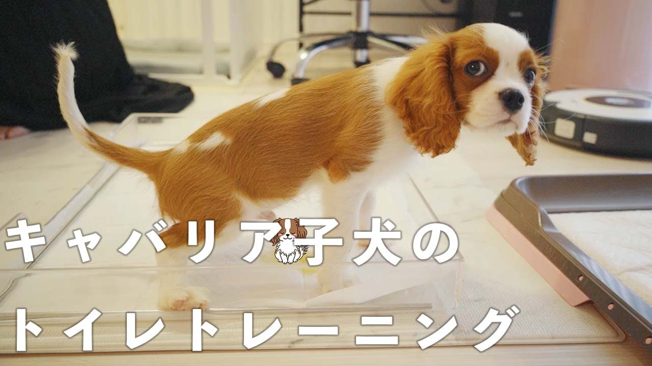 マーキングは大変？キャバリア子犬のこれまでのトイレトレーニング