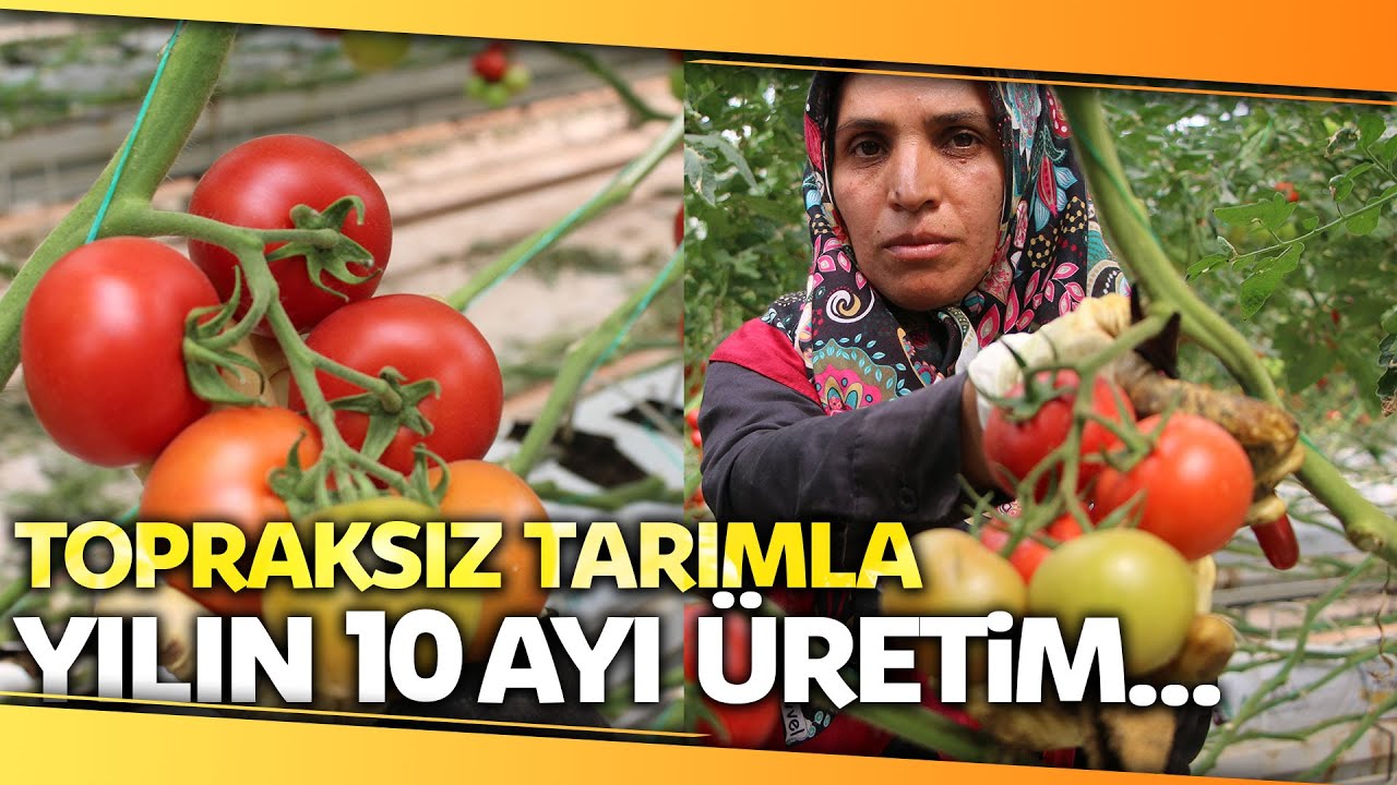 Topraksız Tarım Hem Kadınlara İş Kapısı Oldu, Hem de Yılın 10 Ayında Üretim Yapılmaya Başlandı