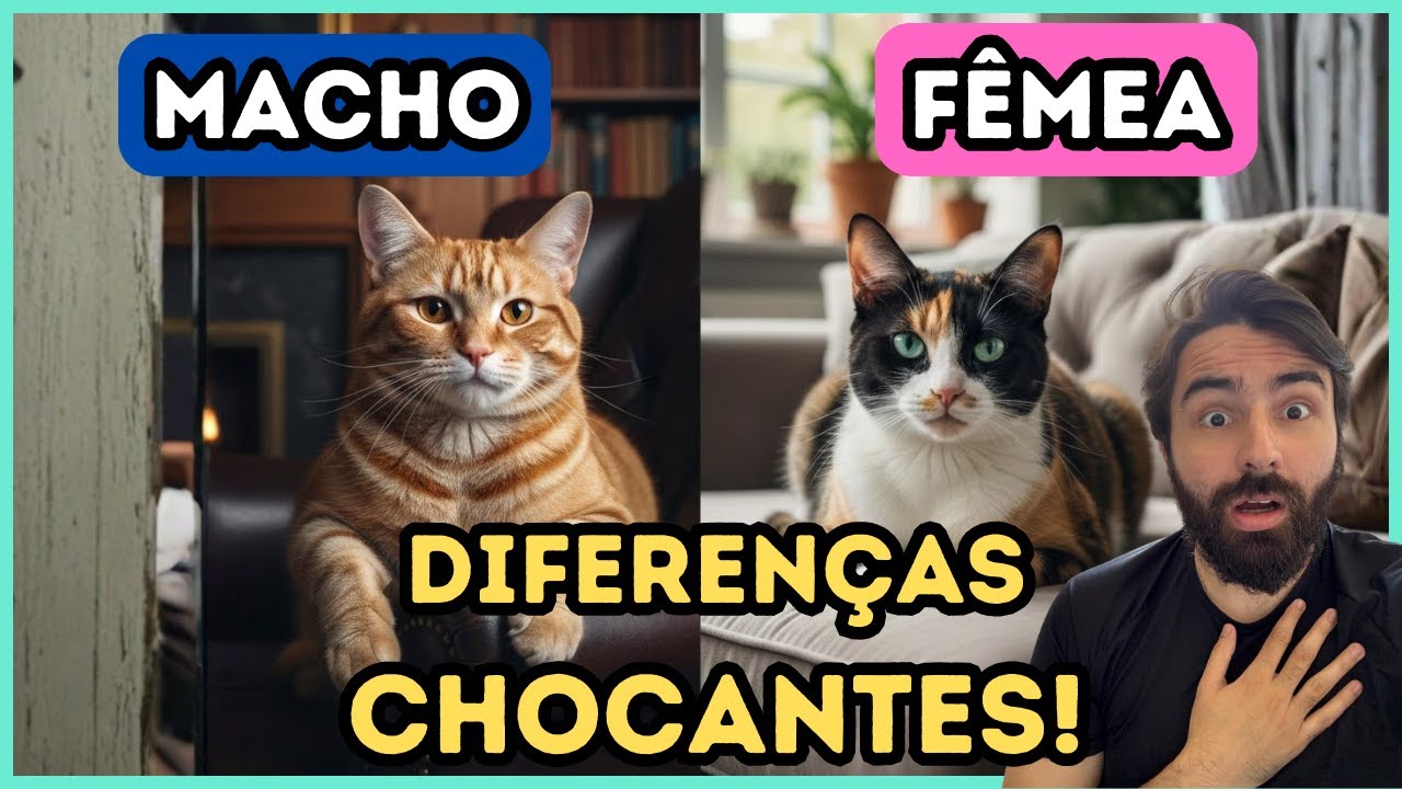 Gatos Machos vs Fêmeas: O Que Ninguém Te Conta 😼