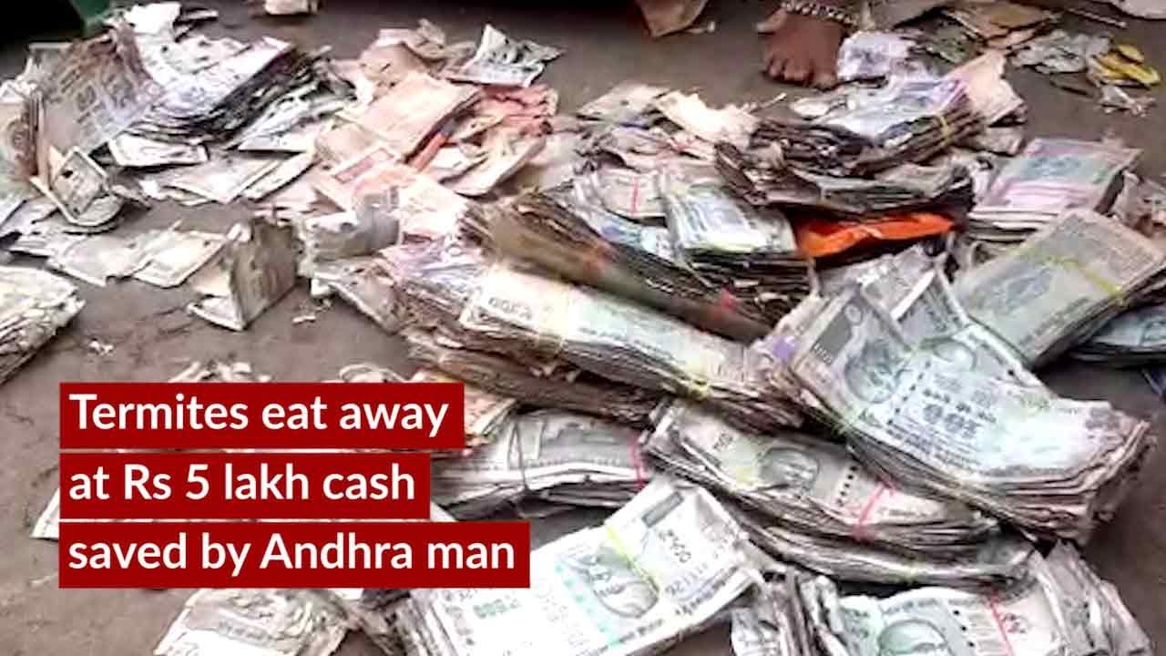 Termites eat away at Rs 5 lakh cash saved by Andhra man