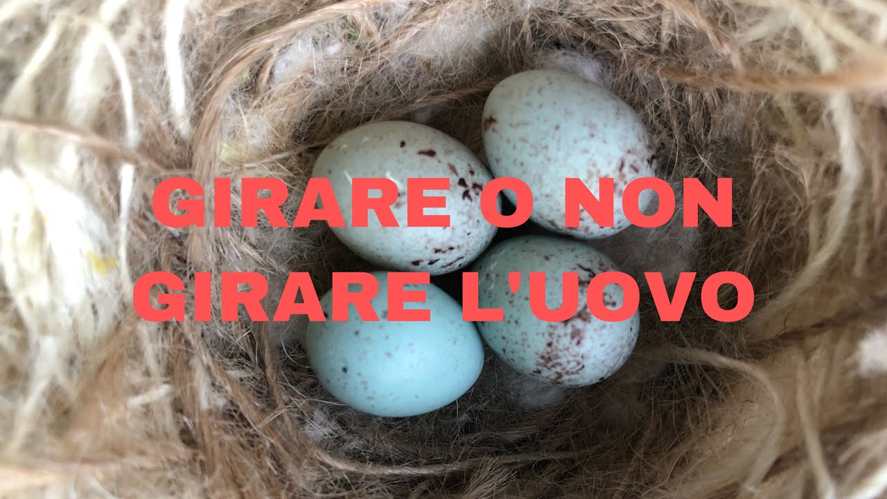 GIRARE O NON GIRARE L'UOVO