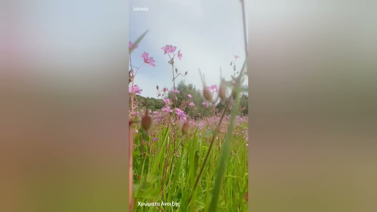 Άγιος Ηλίας Ηλιδας... Χρώματα Άνοιξης 🌹