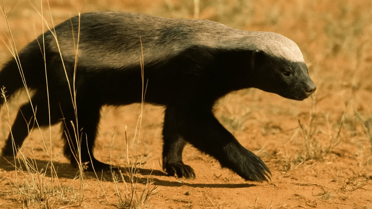 Honey Badger Behavior: The Most Fearless Animal in the World!