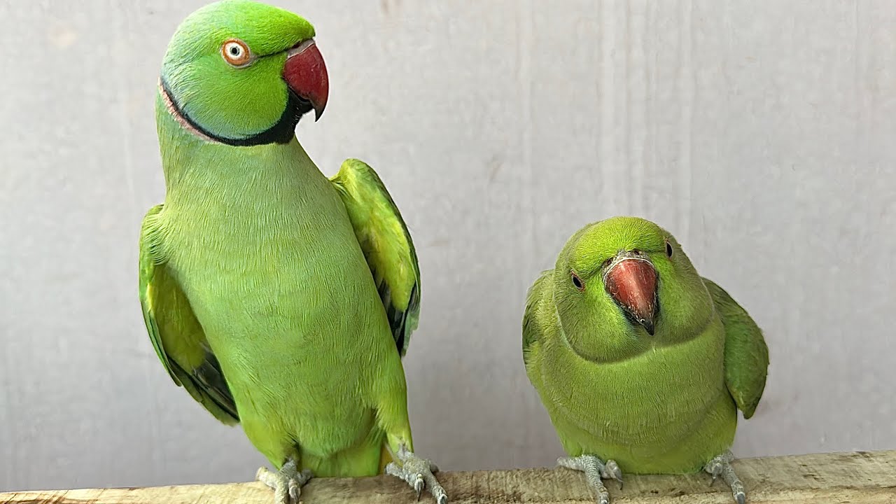 Indian Ringneck Talking Parrot 