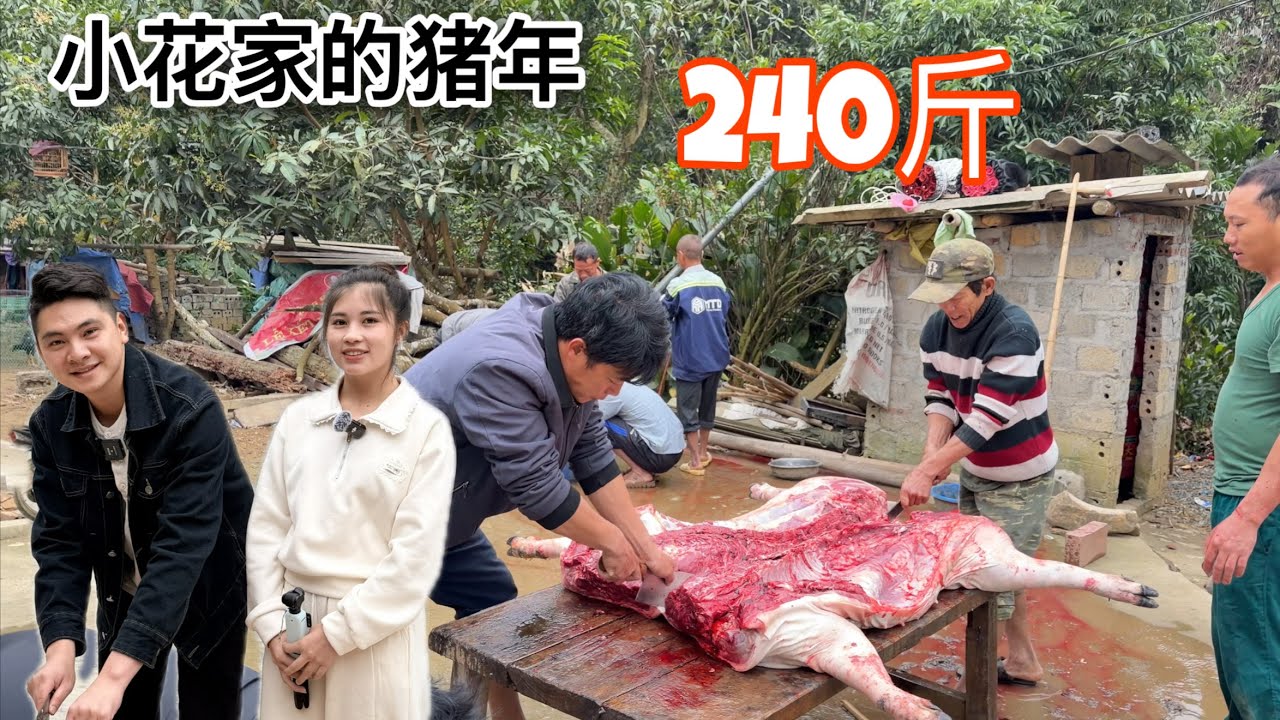 小花家的豬年240斤，春節的氣氛來了