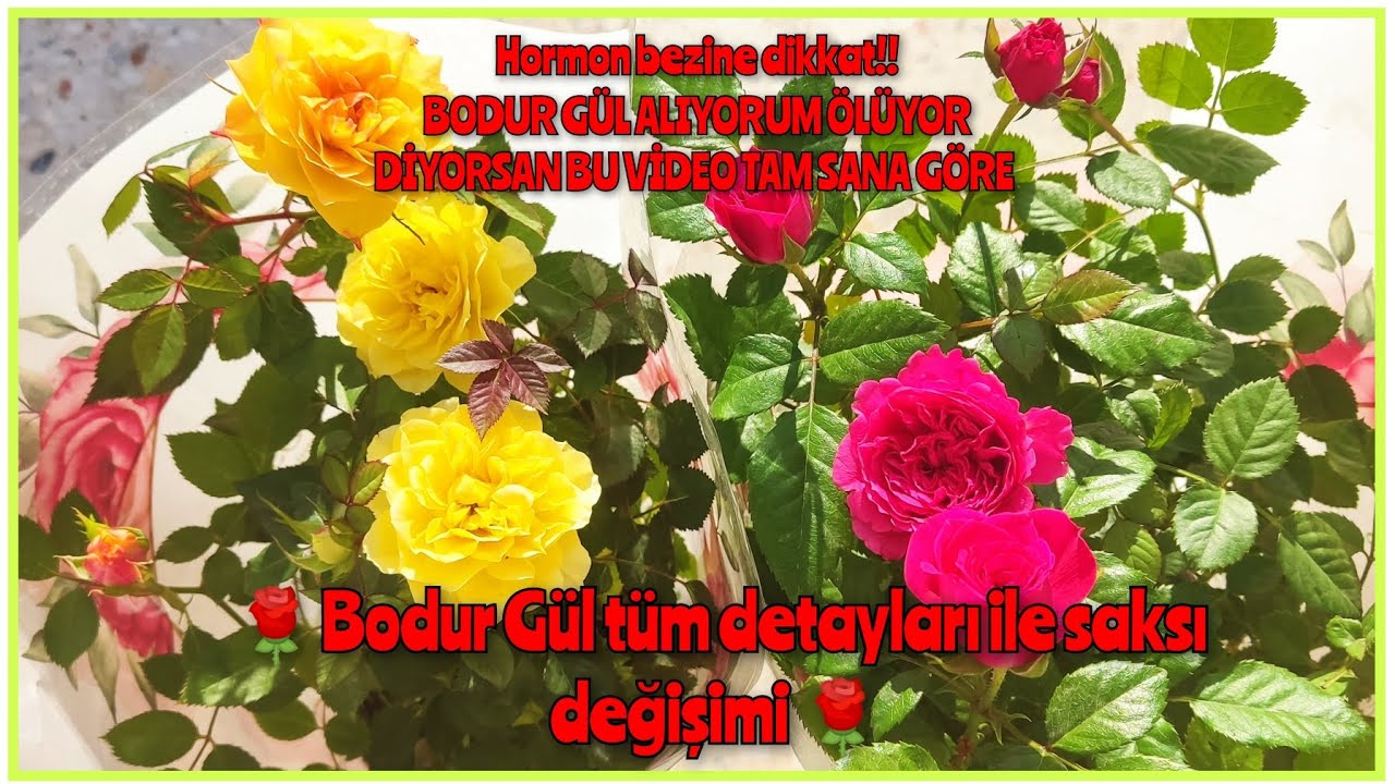 MİGROS BODUR GÜL SAKSI DEĞİŞİMİ NASIL YAPILIR TOPRAĞI NASIL OLMALI EKERKEN NELERE DİKKAT ETMELİYİZ