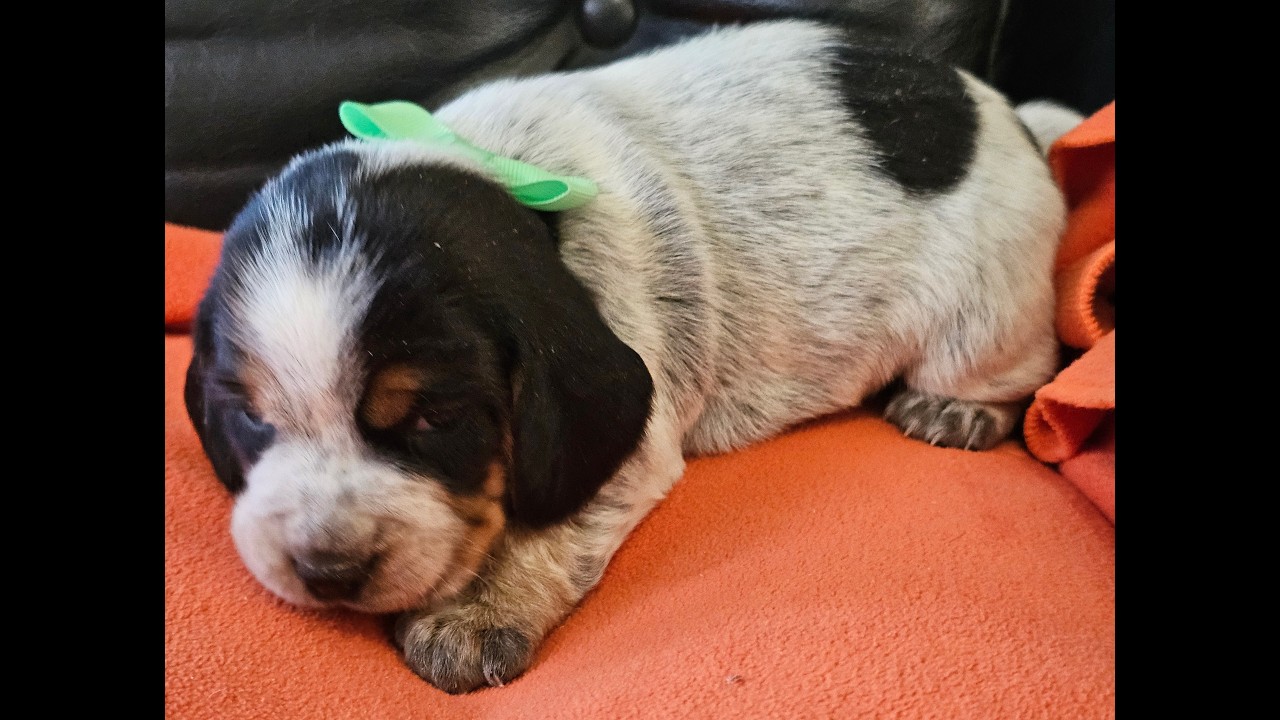 Beagle puppies in colored bows - Stormie girls available for adoption