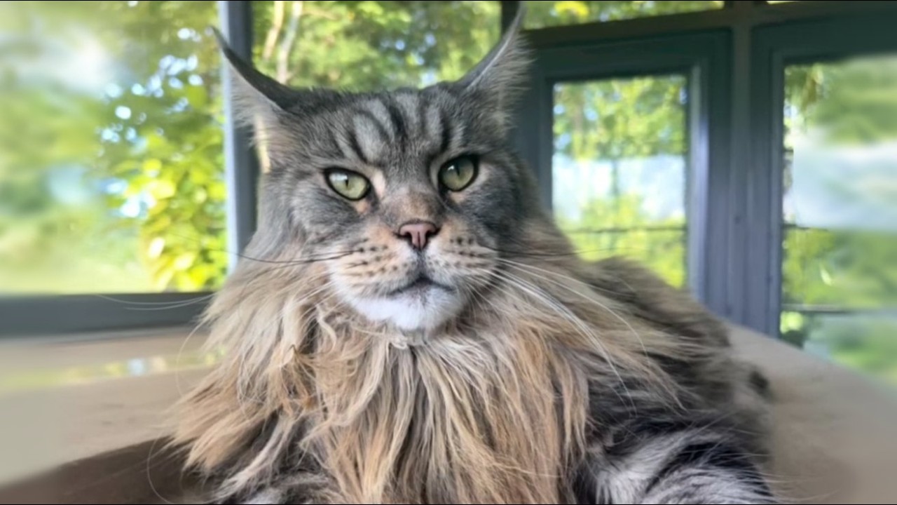 He Adopted a Cat to Stay Focused—His 20lb Maine Coon Had Completely Different Plans