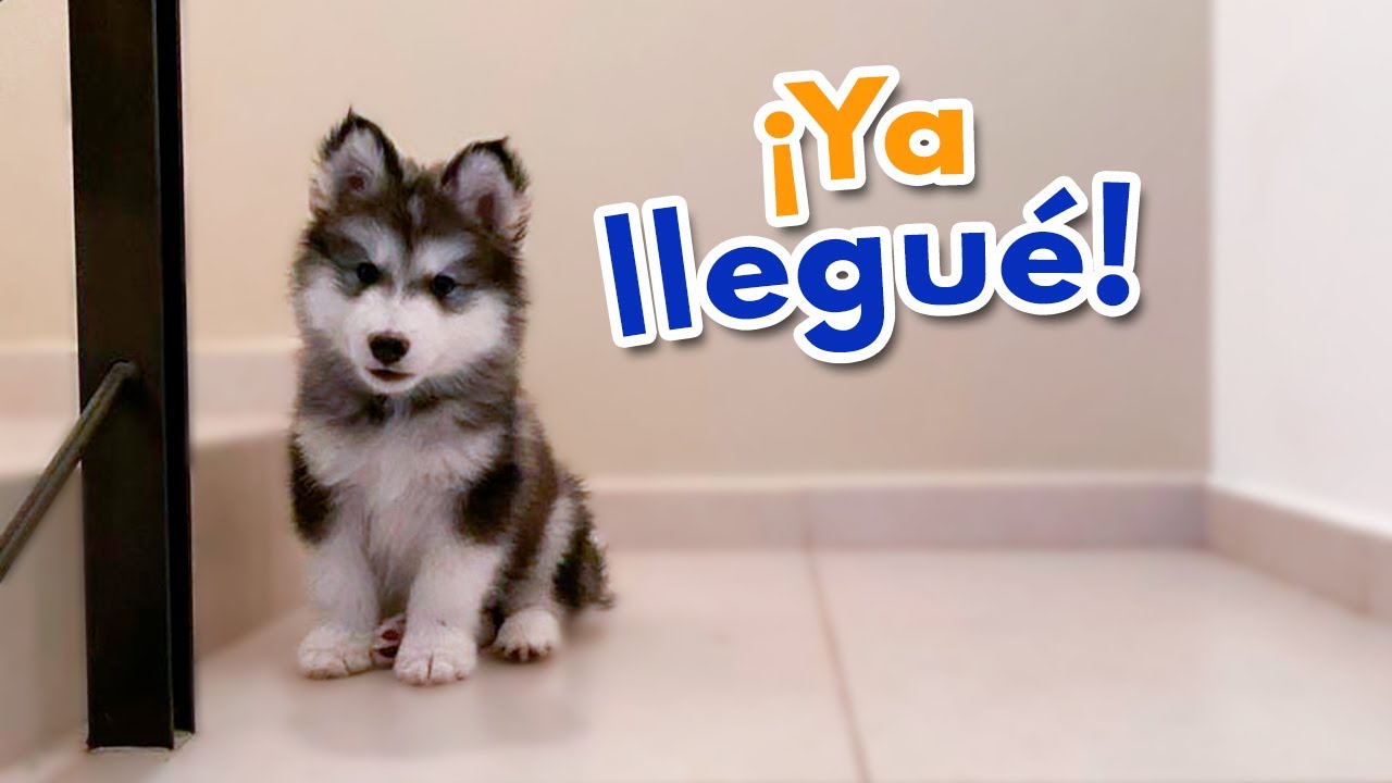 ¡Llega a MI VIDA un NUEVO CACHORRO!
