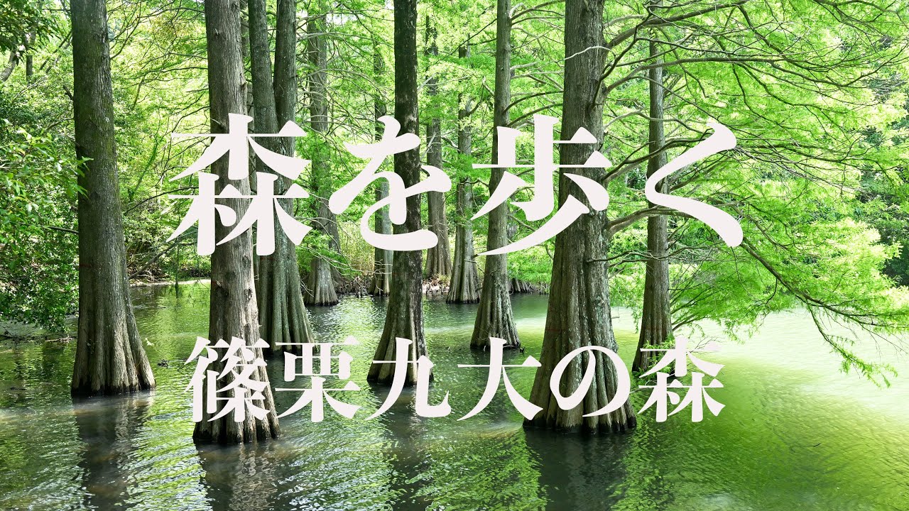【日本の風景】森を歩く　篠栗九大の森　Nikon Z9＋DJI action 2