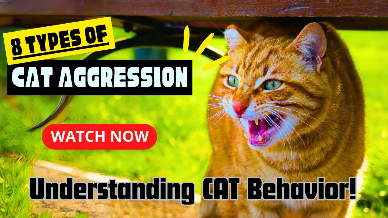 Decoding 8 Types of CAT Aggression | Understanding CAT Behavior!