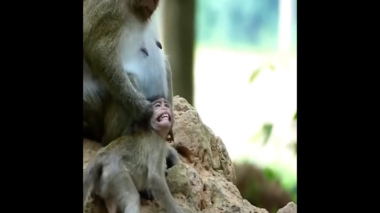 #newvideobabymonkeys