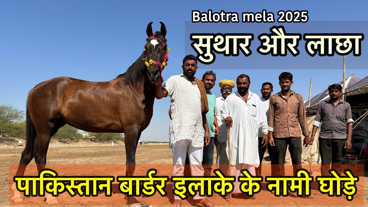 सुथार और लाछा पाकिस्तान बार्डर इलाके की फेमस नस्ल | balotra horse mela 2025
