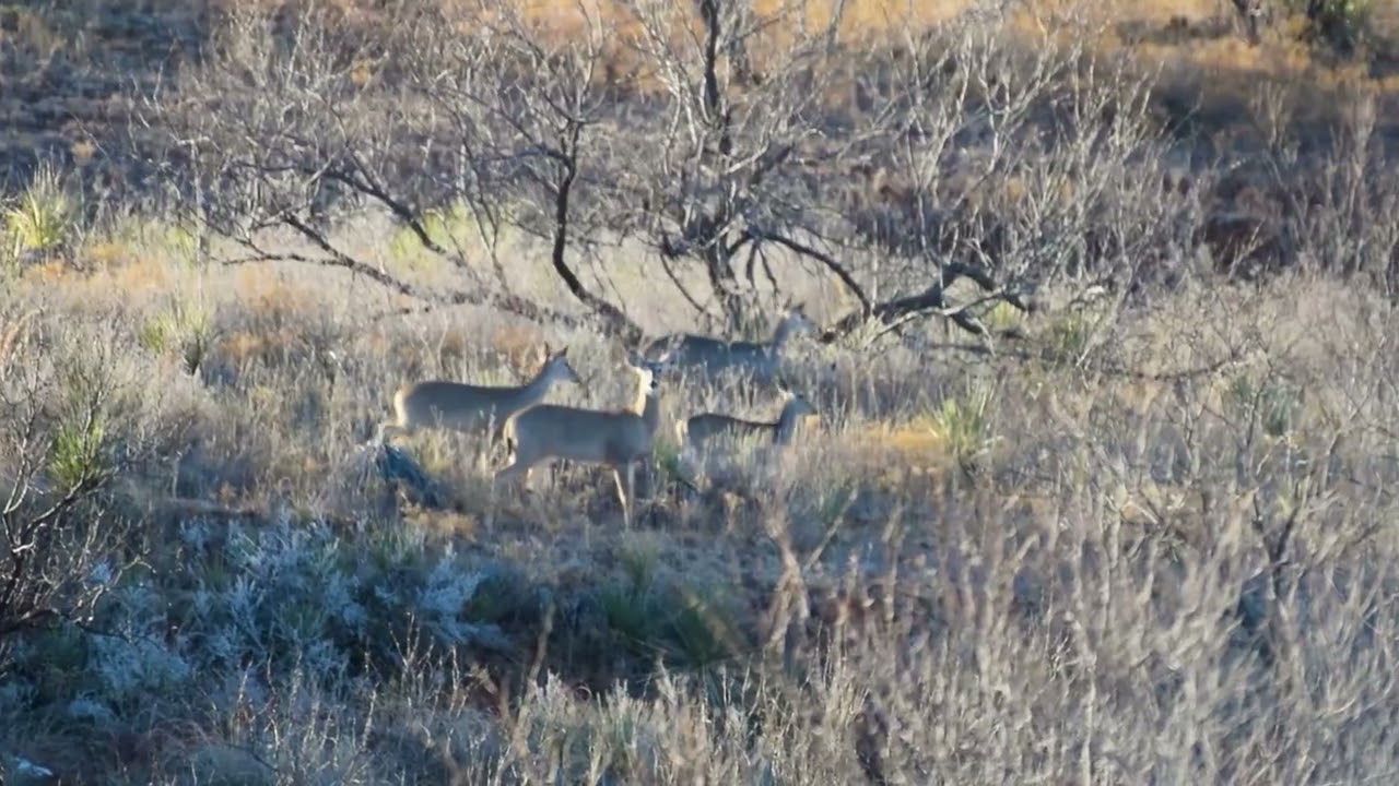 320 Acres  Cee Vee  Cottle County