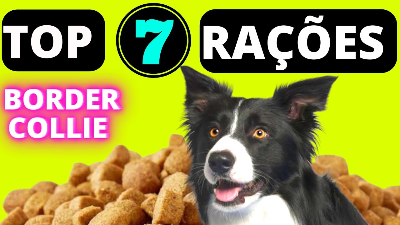 Top 7 melhores RAÇÕES PARA BORDER COLLIE!