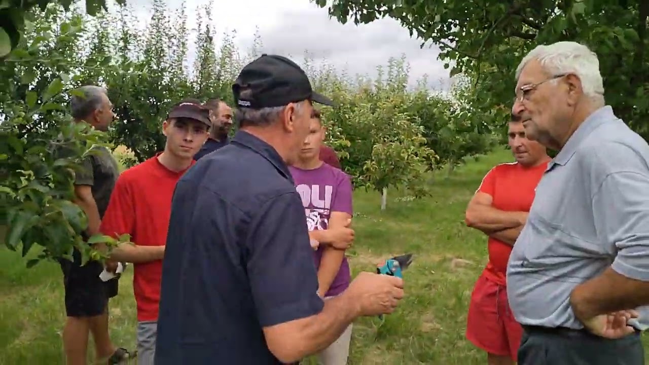 Tăierea în verde la măr pentru rodire, Matis Teodor & Cristea Teo in livada Ovidiu Sandor