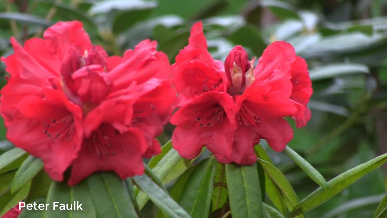 Buds and Blooms (Part 2) | Early Blooms at Our Rhododendron Nursery with Different Flowering Stages