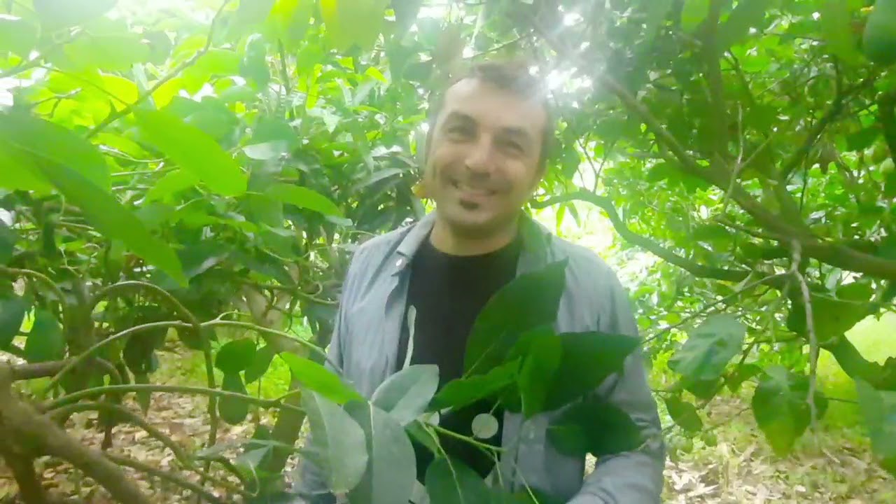 l'avocado, il frutto del cuore..
