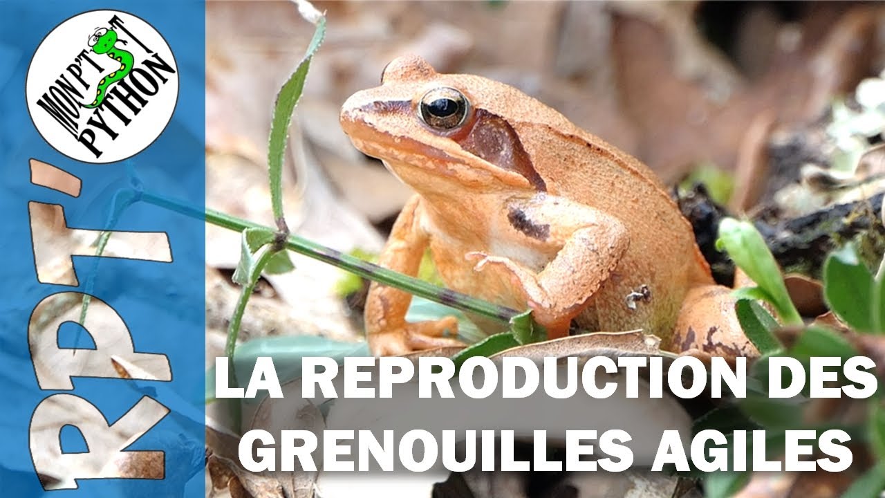 SYMPHONIE NUPTIALE AU CŒUR DES NUITS HIVERNALES | DOCUMENTAIRE ANIMALIER SUR LES GRENOUILLES AGILES