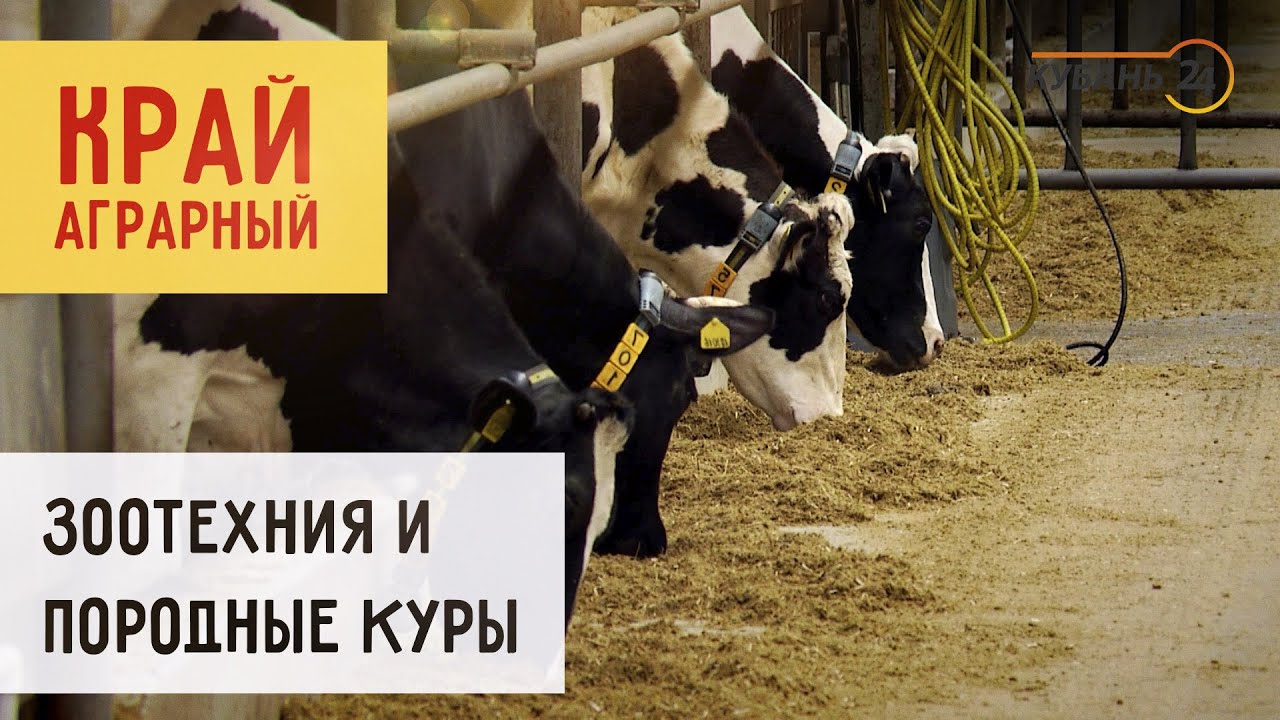 Зоотехния и породные куры | «Край аграрный»