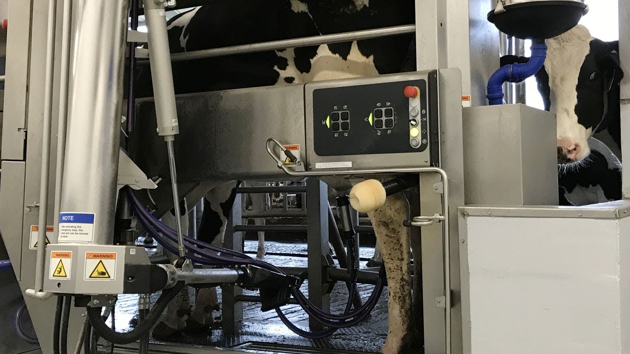 Robotic Milking at the LeMaster Dairy Farm