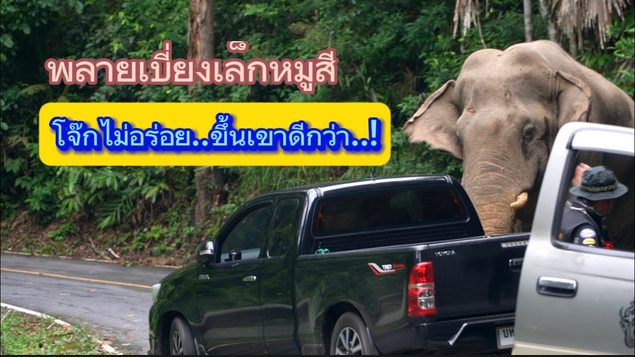 Ep.333 โจ๊กไม่อยู่ท้อง ขึ้นเขาใหญ่ดีกว่า..!! #wildlife #nature #elephant#ช้างป่า