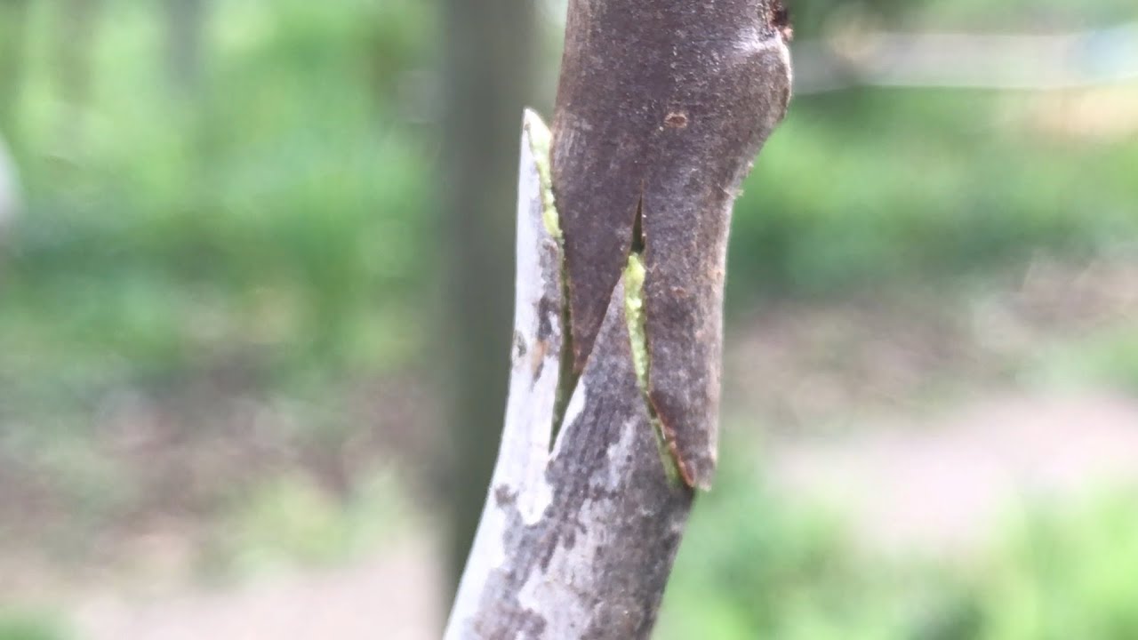 PawPaw Projekt #Teil 3 Veredlung   HD 1080p