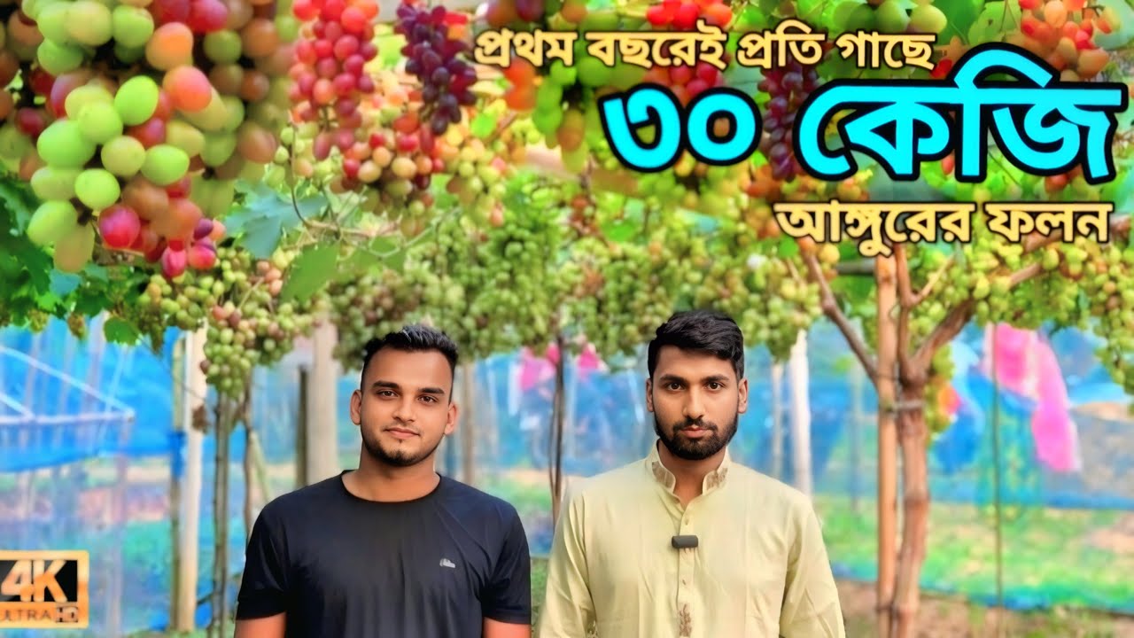 ভালুকার সুমন আঙ্গুর চাষ করে প্রথম বছরেই সফল | নতুন পথ দেখালেন গ্রামের যুবক #grape #viralbd24 #আঙ্গুর