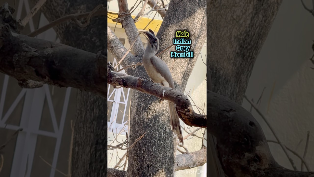 Male Indian Grey Hornbill #ocycerosbirostris#hornbill#indianbirds#malehornbillsigns#birdfacts#shorts